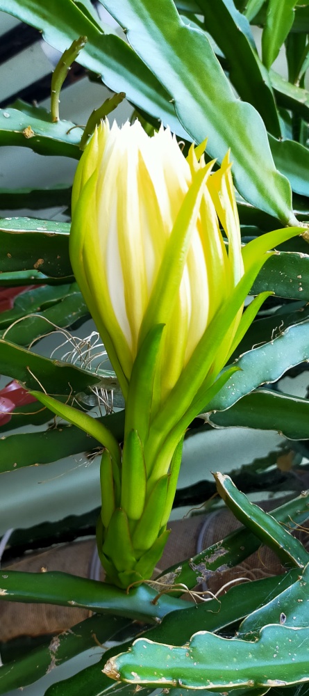 Buds about to open